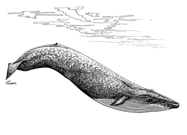 600x432 photo blue whale, balaenoptera musculus - Blue Whale Line Drawing