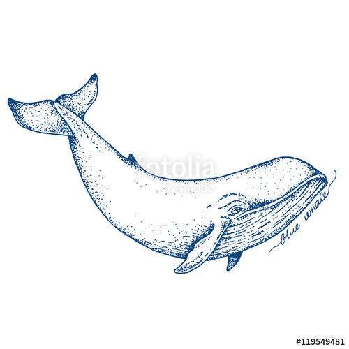 500x500 big blue whale - Blue Whale Line Drawing