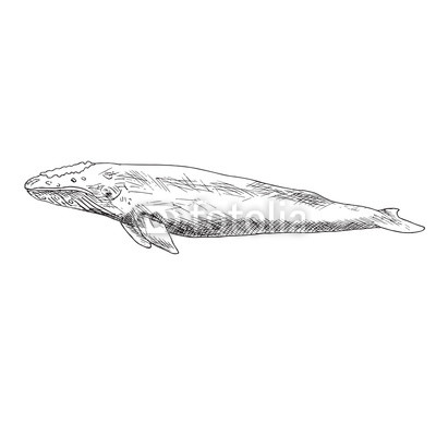 400x400 blue whale, hand drawn doodle, sketch, vector outline illustration - Blue Whale Line Drawing