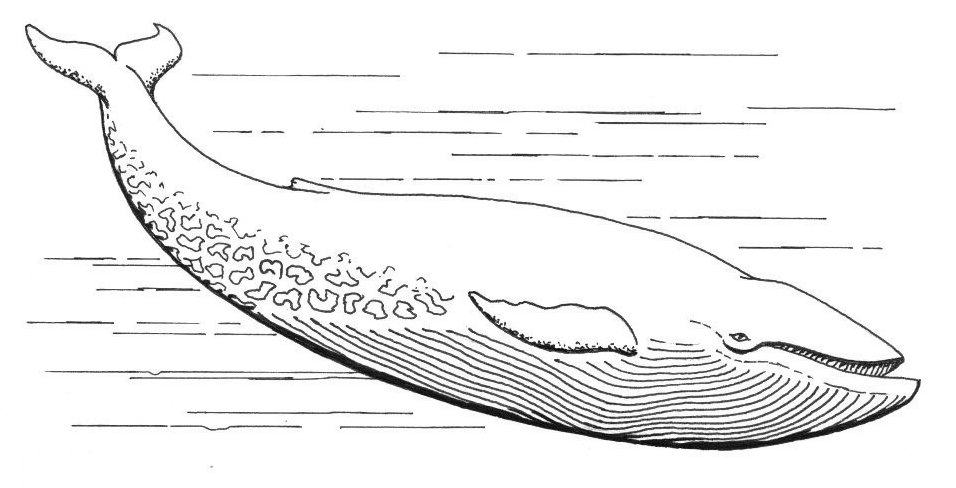 956x488 blue whale - Blue Whale Line Drawing