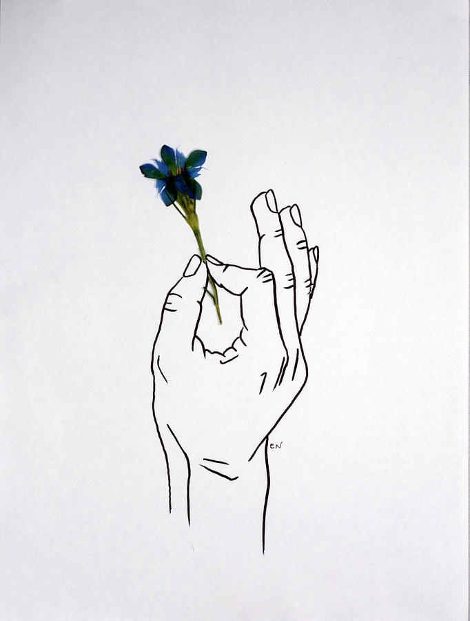682x900 Bluebell Hand Drawing - Bluebell Drawing