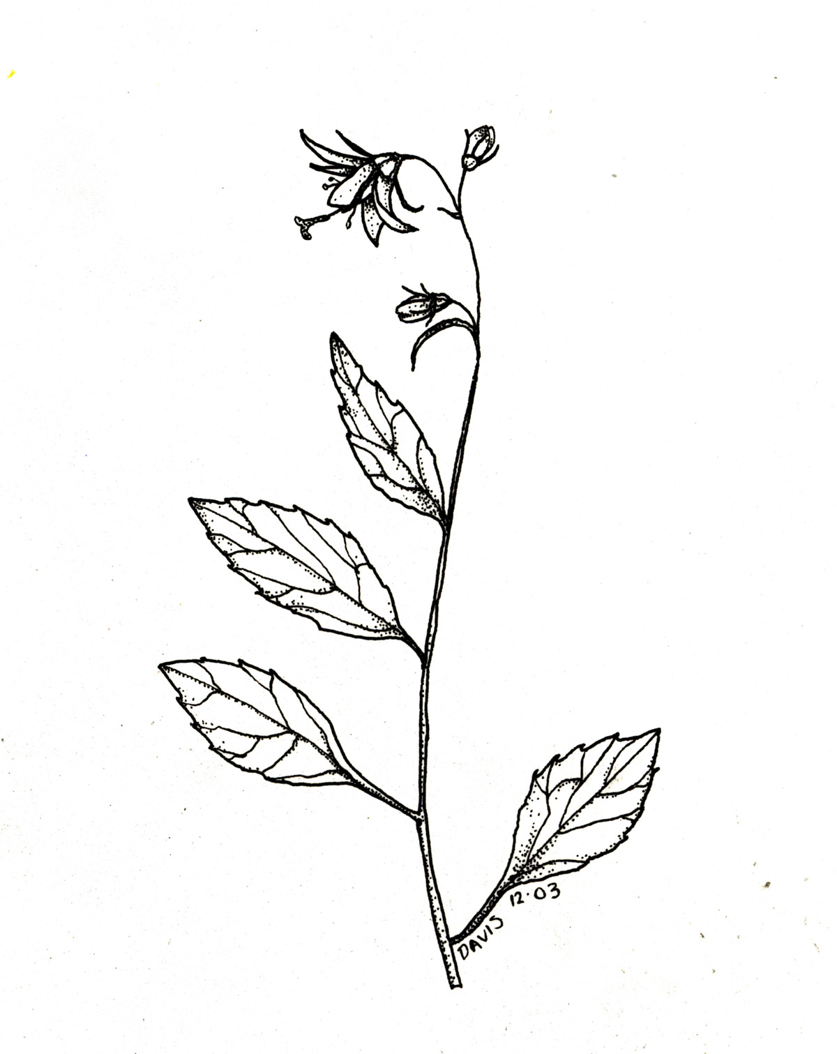 1200x1511 How To Draw A Bluebell Flower Step - Bluebell Drawing