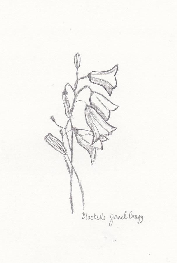 Bluebell Drawing at PaintingValley.com | Explore collection of Bluebell