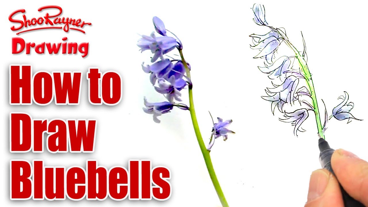 1280x720 How To Draw And Paint Bluebells - Bluebell Drawing