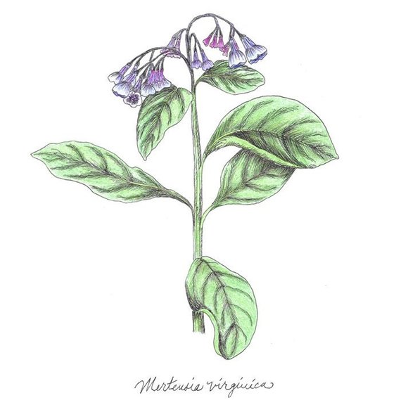 570x586 Mertensia Virginica Virginia Bluebell Botanical Print Etsy - Bluebell Drawing