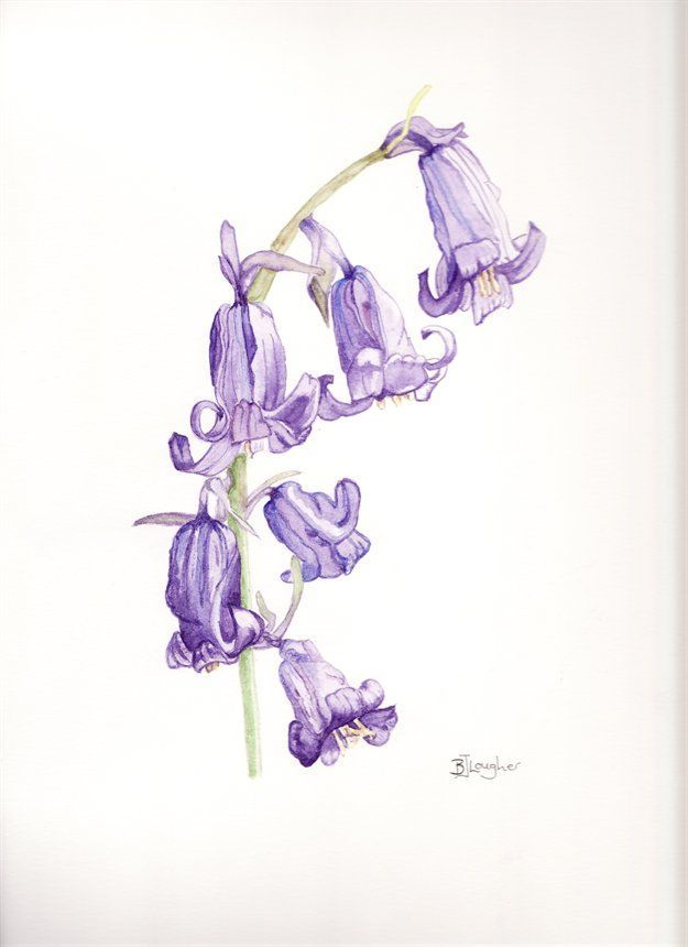 625x860 Bluebell Tattoo, Tattoos, Wildflower Tattoo - Bluebell Drawing