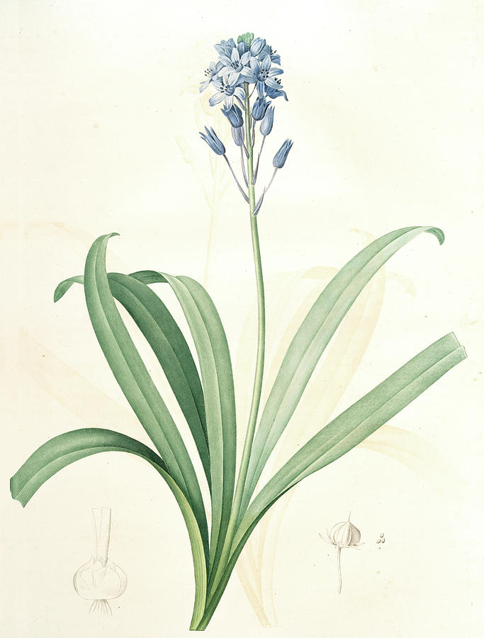 683x900 Scilla Campanulata, Scille Fleurs En Cloche, Bluebell Drawing - Bluebell Drawing