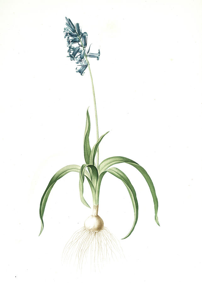 642x900 Scilla Non Scripta, Scille English Bluebell Drawing - Bluebell Drawing