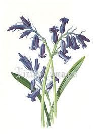 190x265 Bluebell Drawing Art Botanical Prints, English Bluebells - Bluebell Drawing
