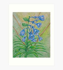 210x230 Bluebell Drawing Art Prints Redbubble - Bluebell Drawing