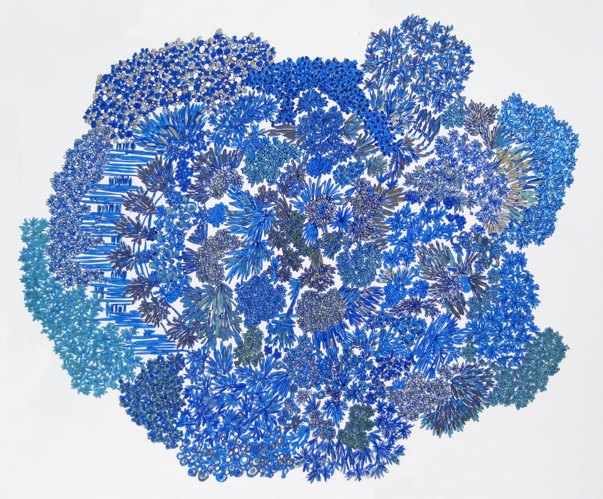 1920x1591 Bluebell Drawing - Bluebell Drawing