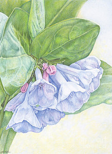 218x300 Bluebell Drawings Fine Art America - Bluebell Drawing