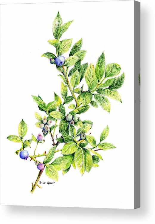 520x750 blueberry branch acrylic print - Blueberry Bush Drawing