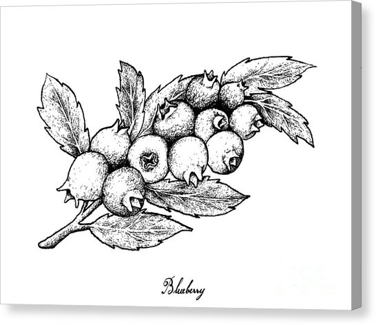 Blueberry Bush Drawing At Explore Collection Of