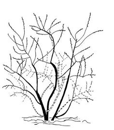 236x268 best blueberry bush care images blueberry bushes, fruit - Blueberry Bush Drawing