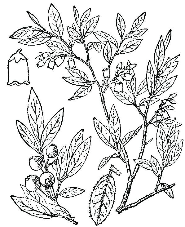 597x732 blueberry drawing free download - Blueberry Bush Drawing
