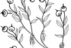 230x155 drawing blueberry bush coloring pages best place to color - Blueberry Bush Drawing
