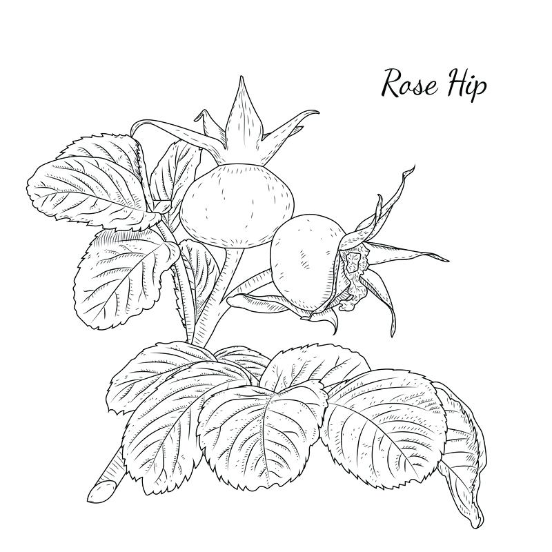 800x800 drawn rose bush blueberry - Blueberry Bush Drawing