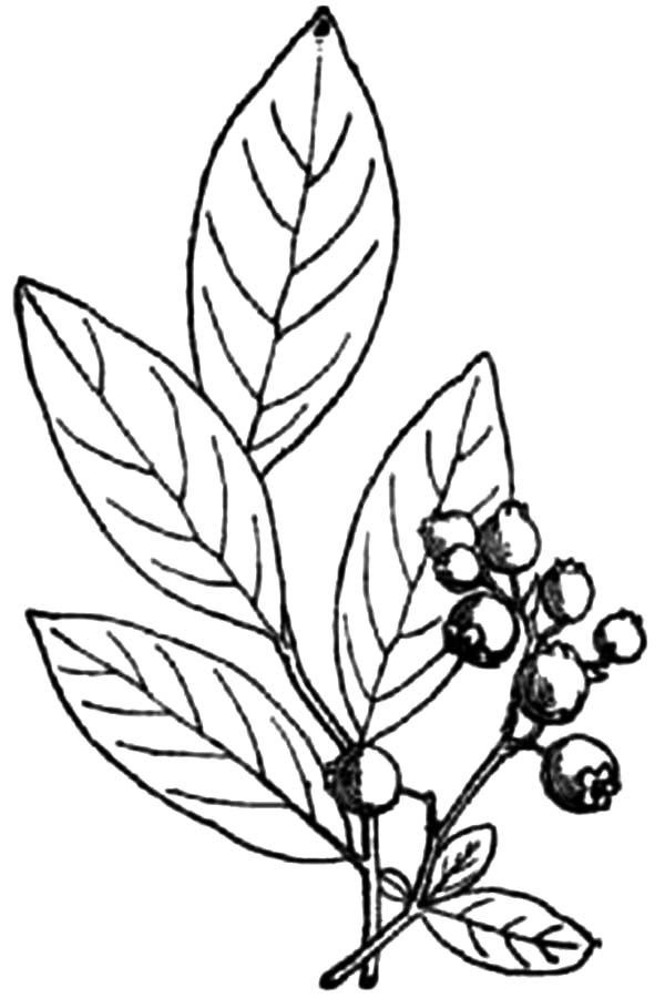 600x900 how to draw blueberry bush coloring pages best place to color - Blueberry Bush Drawing