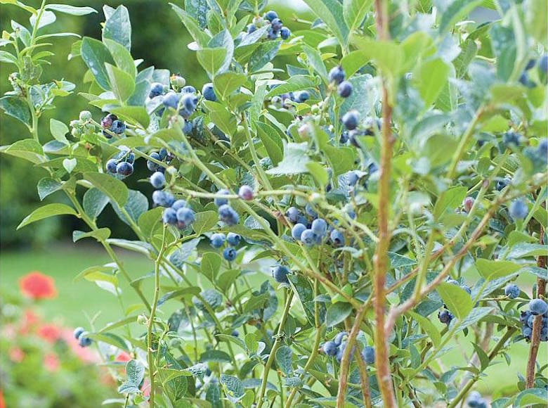 780x580 how to prune a blueberry bush video thompson morgan - Blueberry Bush Drawing