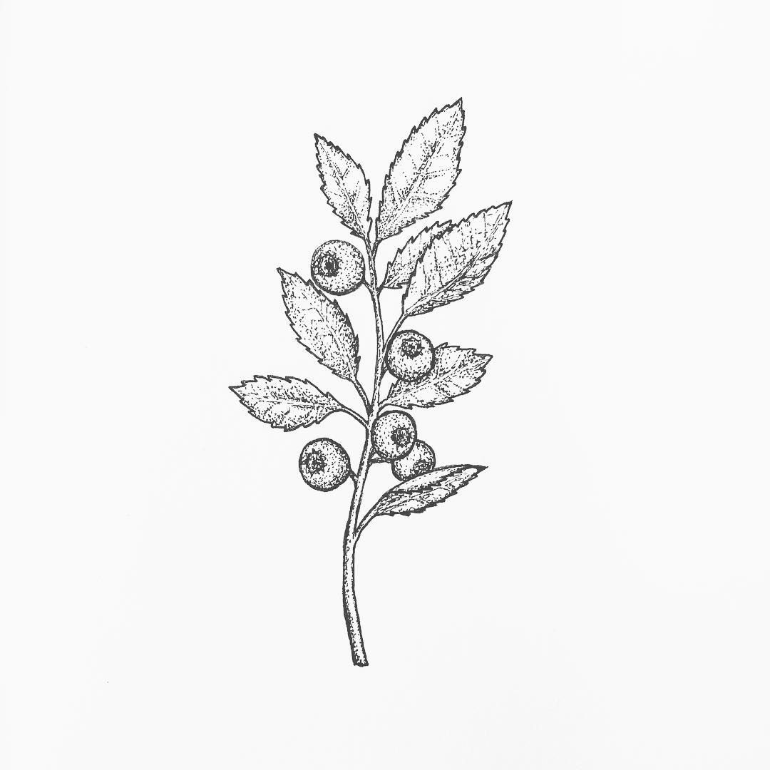 1080x1080 blueberry drawing tiny for free download - Blueberry Bush Drawing