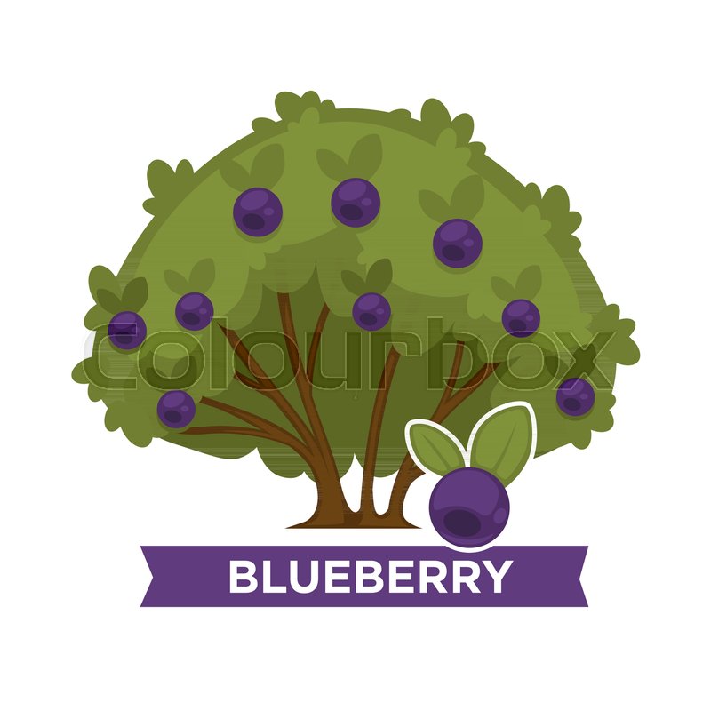 Blueberry Bush Drawing At Explore Collection Of