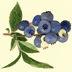 252x252 usda ars online magazine vol no - Blueberry Bush Drawing