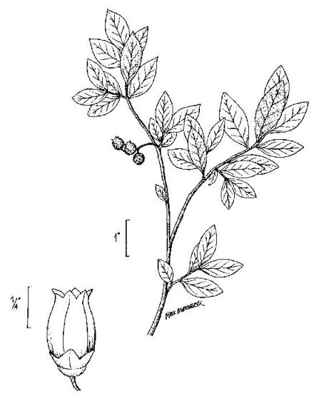 440x565 Uwl Website - Blueberry Bush Drawing