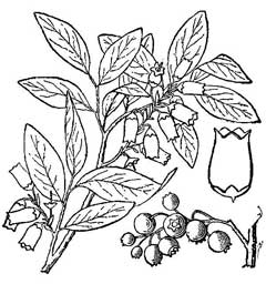 240x256 vaccinium corymbosum high bush blueberry, american blueberry - Blueberry Bush Drawing