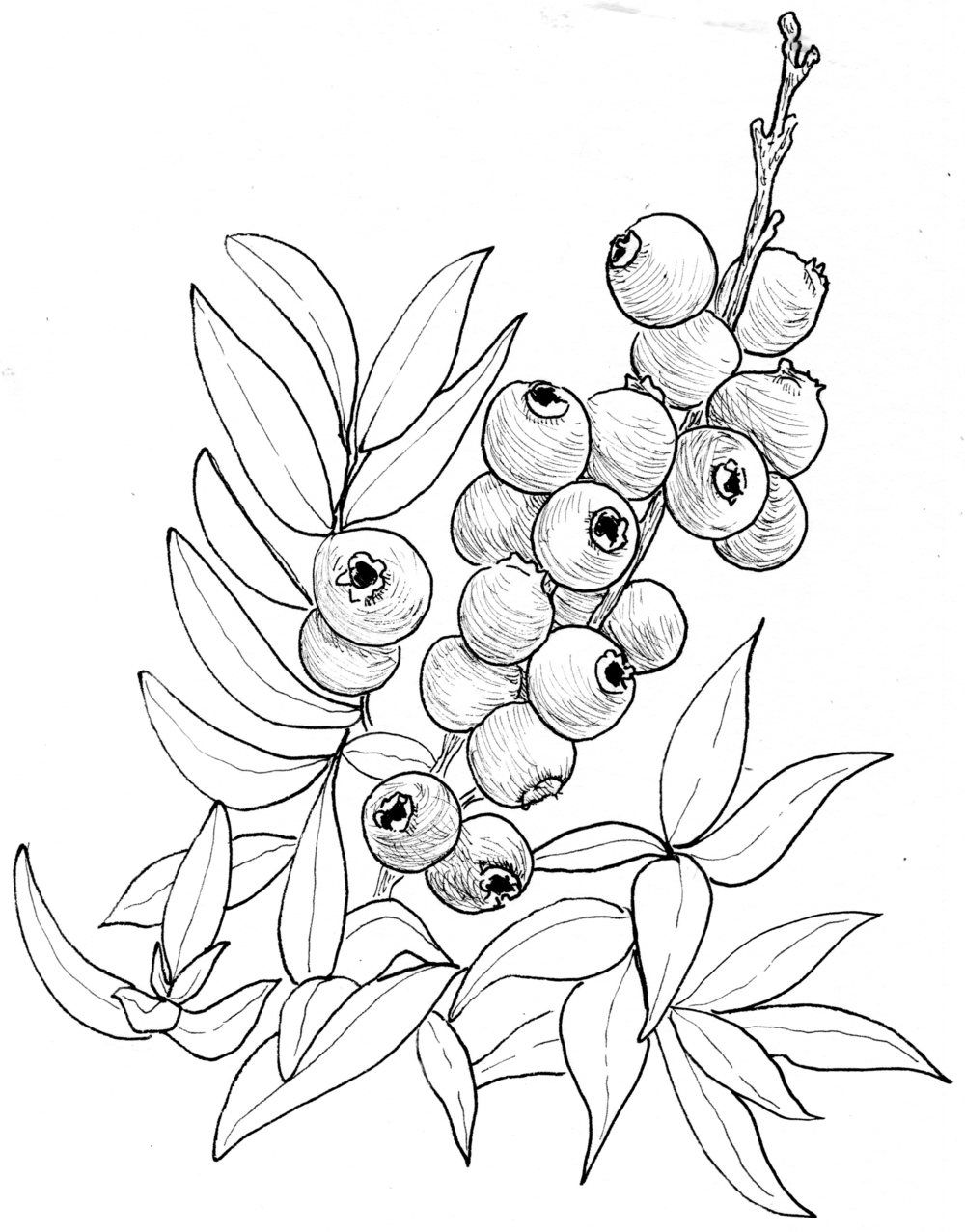 1000x1277 blueberry - Blueberry Bush Drawing