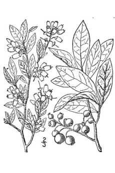 230x345 botanical sketch of blueberry plant heart of home - Blueberry Bush Drawing