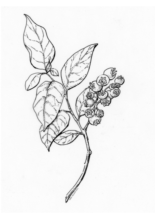 500x707 line drawing blueberry - Blueberry Bush Drawing