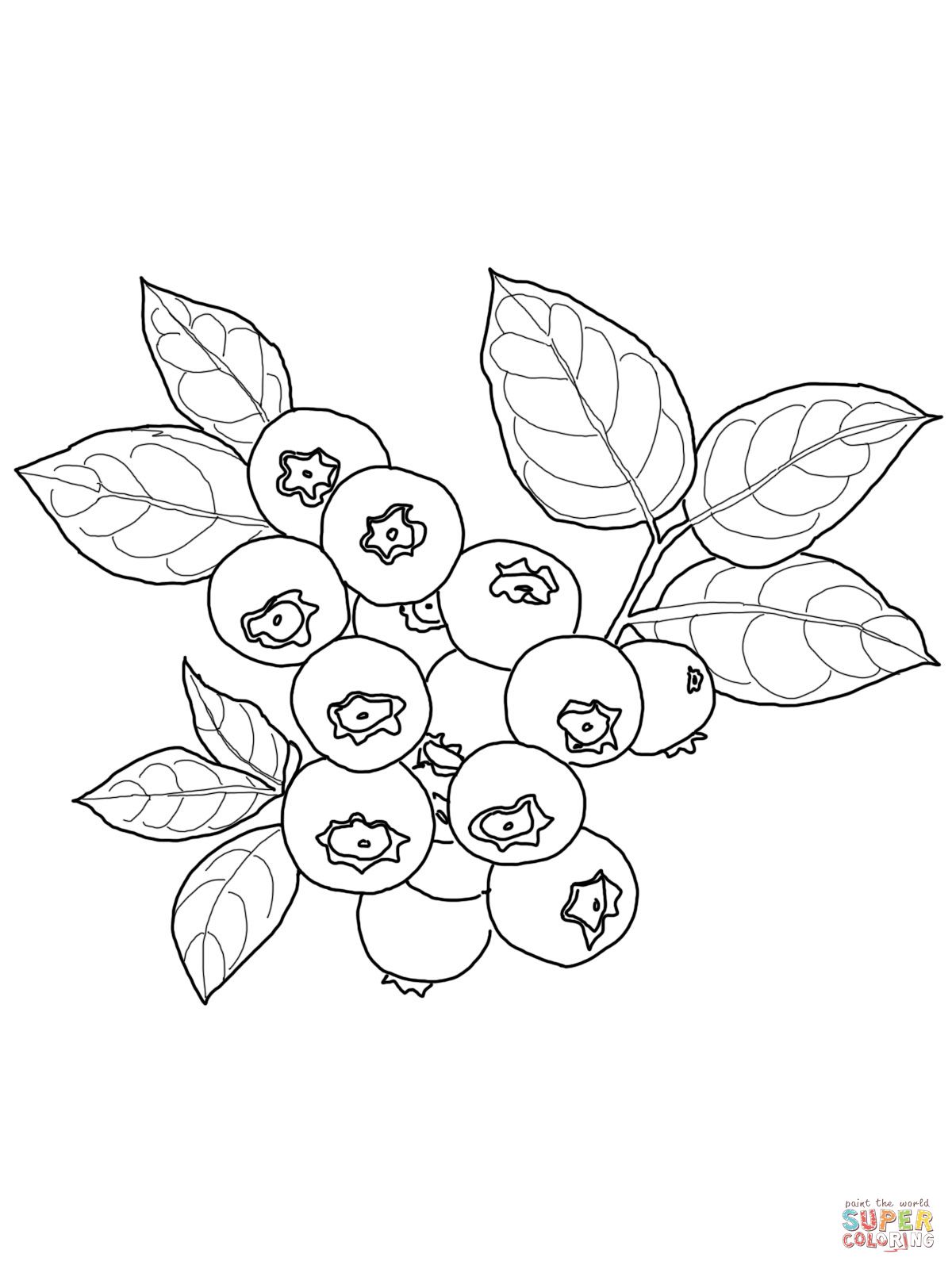 1200x1600 blueberry drawing vine for free download - Blueberry Bush Drawing
