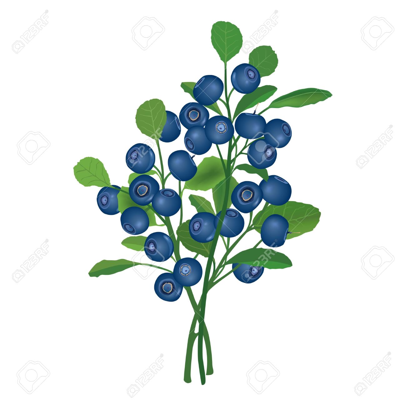 Blueberry Bush Drawing At Explore Collection Of