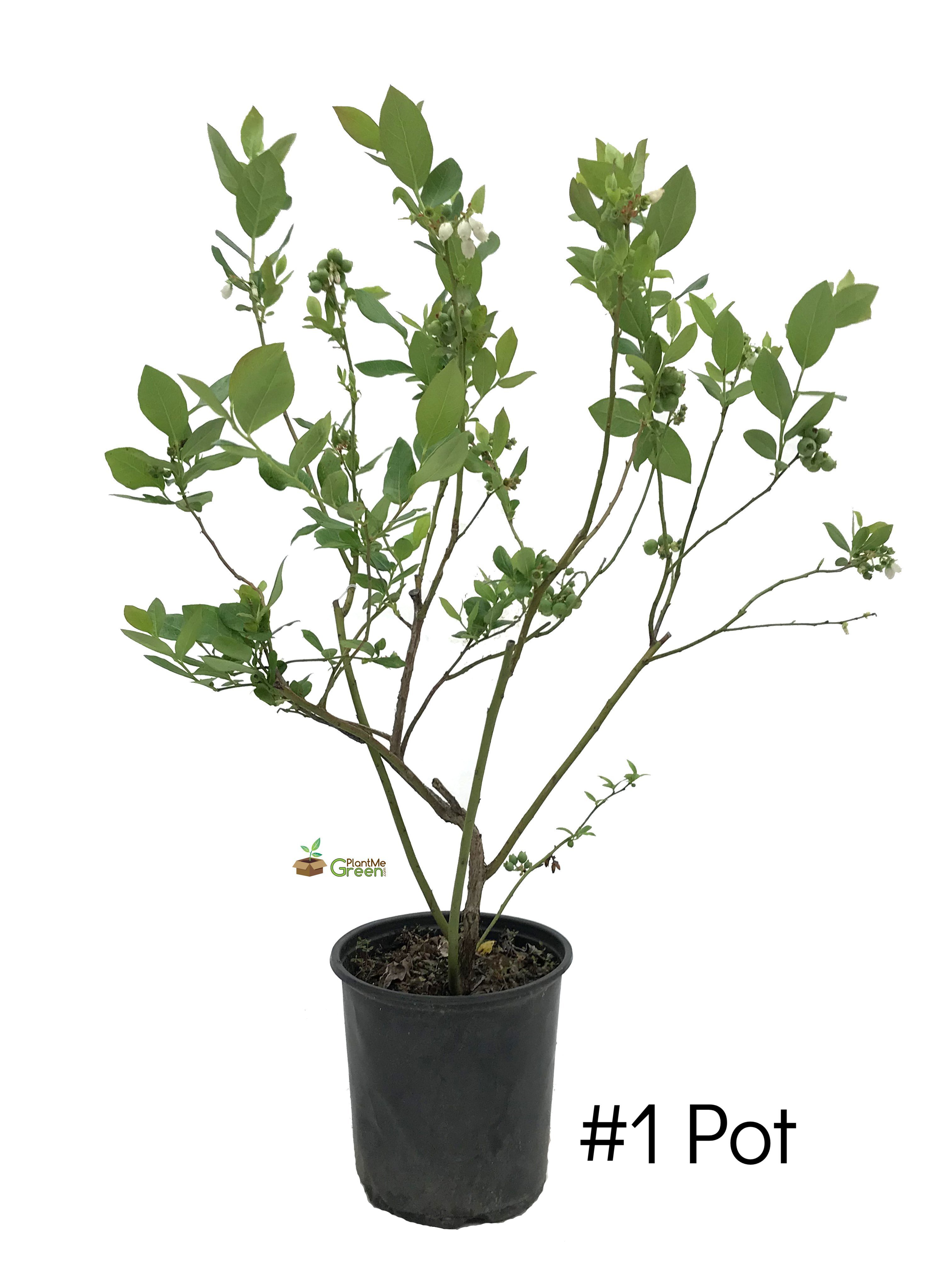 3024x4032 blueberry - Blueberry Bush Drawing