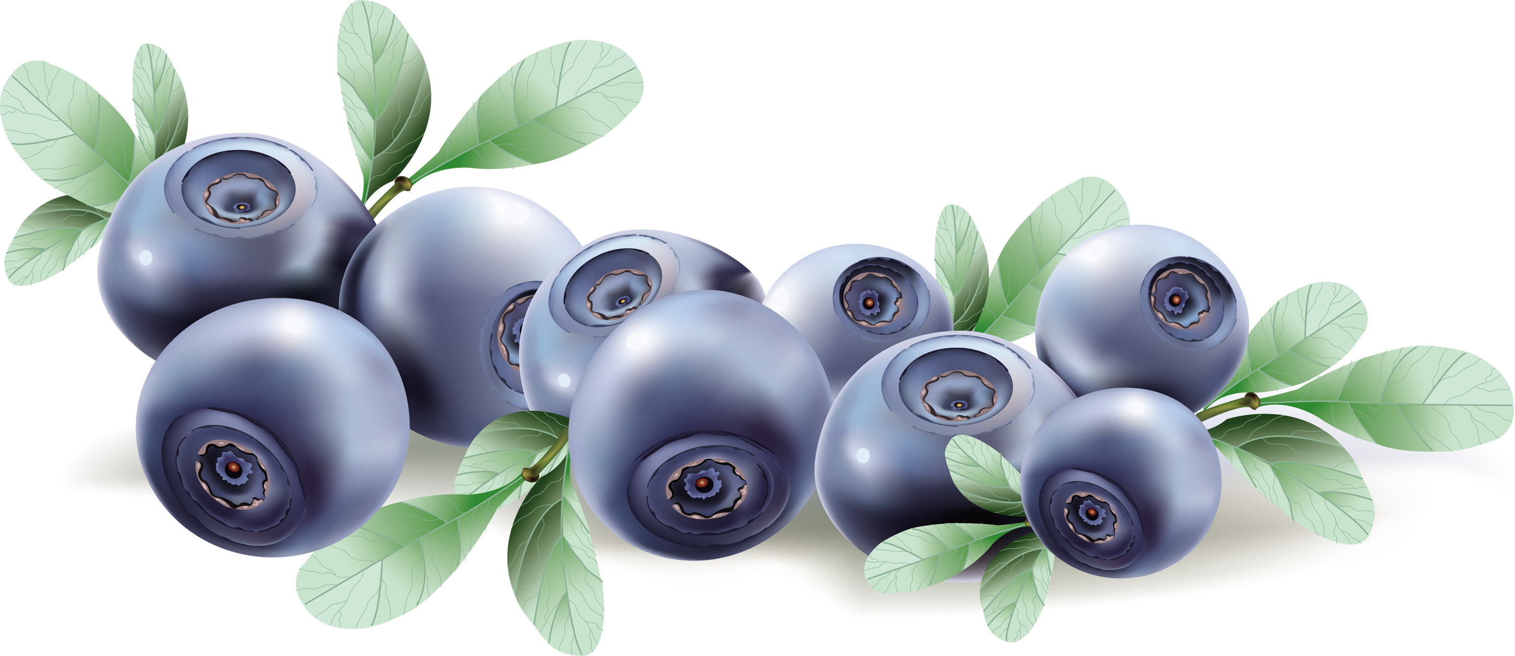 3000x1299 blueberry drawing png image - Blueberry Drawing