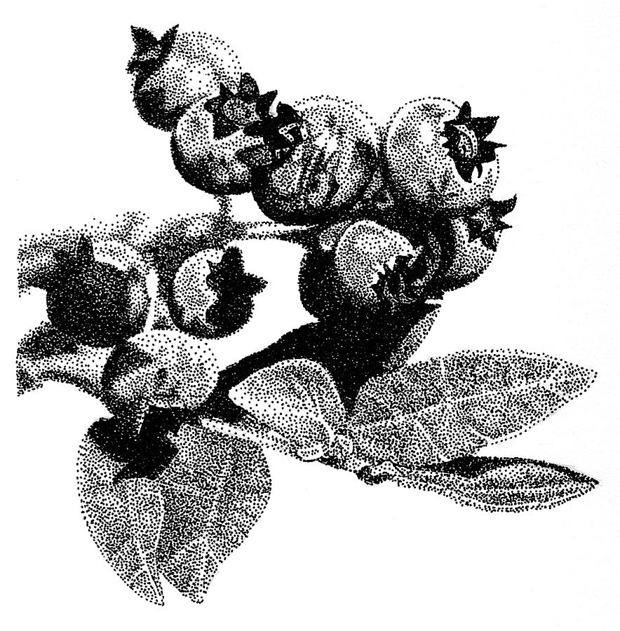 884x900 blueberry drawing - Blueberry Drawing