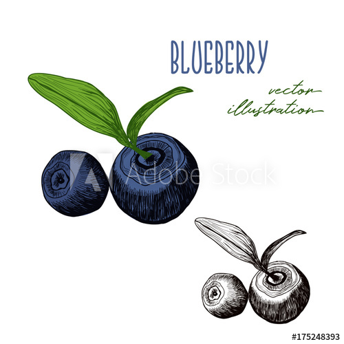 500x500 blueberry drawing - Blueberry Drawing