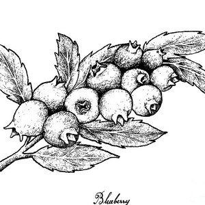 300x300 hand drawn background of ripe blueberry fruits drawing - Blueberry Drawing