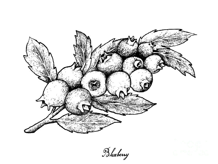 900x675 hand drawn of ripe blueberries on white background drawing - Blueberry Drawing