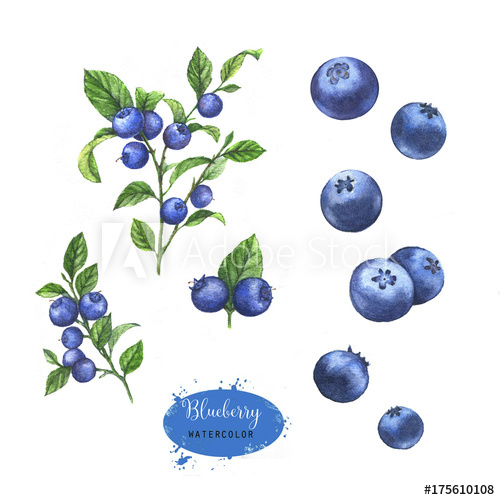 500x500 hand drawn watercolor illustration of the blueberry on the branch - Blueberry Drawing