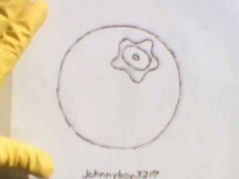 480x360 how to draw a blueberry step - Blueberry Drawing