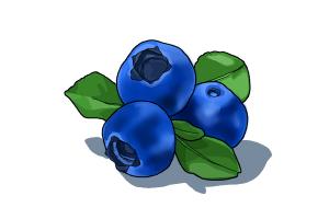 300x200 how to draw a blueberry - Blueberry Drawing