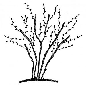 300x300 huge collection of 'blueberry bush drawing' download more than - Blueberry Drawing