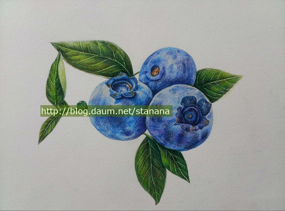 945x700 blueberry drawing - Blueberry Drawing