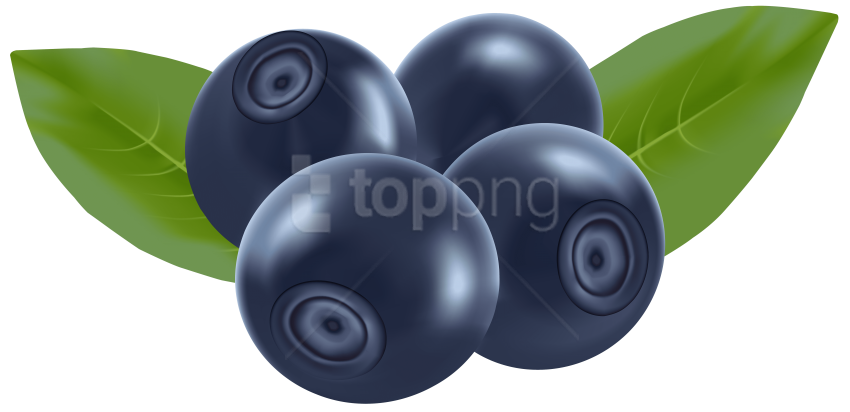 850x412 blueberry drawing png - Blueberry Drawing