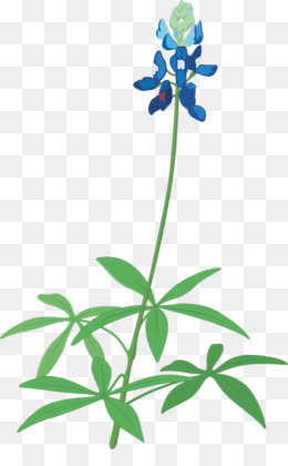 260x420 Bluebonnet Png - Bluebonnet Drawing