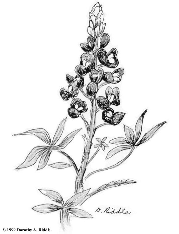 580x759 Bluebonnet Sketch Nifty Tattoos - Bluebonnet Drawing