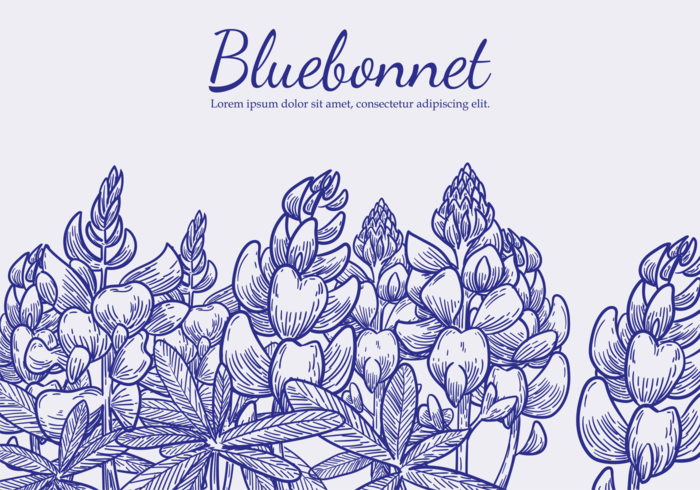 700x490 Free Hand Drawn Bluebonnet Flower Vectors - Bluebonnet Drawing