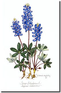 214x325 How To Draw A Bluebonnet Steps - Bluebonnet Drawing